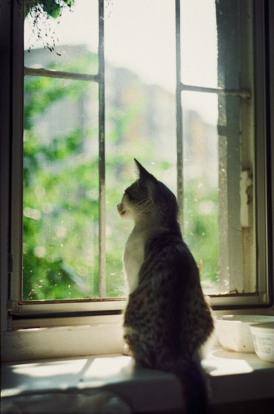 A tabby cat sitting on a sunny windowsill, looking out